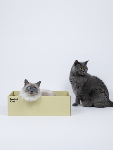 drapak kartonowy BOX